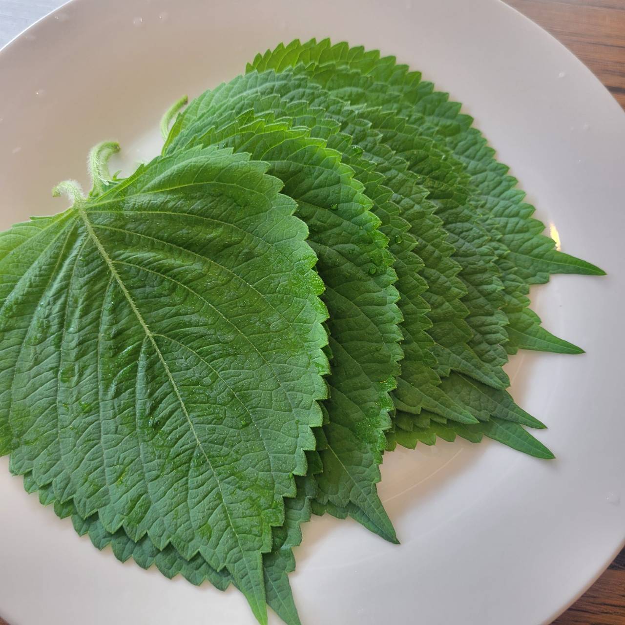 荏胡麻（えごま）の葉 – 꽃길 コッキル